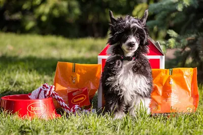 Karma dla psów i kotów - Husse Robert Orłowski
